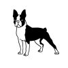 Boston terrier matrica 6