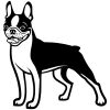 Boston terrier matrica 12