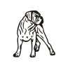 Cane corso matrica 5