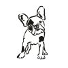 Francia bulldog matrica 13