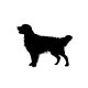 Golden retriever matrica 0