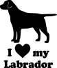Labrador matrica 11