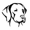 Vizsla matrica 8
