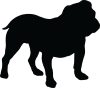 Angol bulldog matrica 22