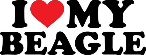Beagle matrica 17