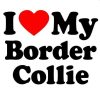 Border collie matrica 10