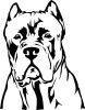 Cane corso matrica 7