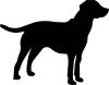 Labrador matrica 18
