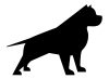 Pitbull matrica 12