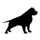 Pitbull matrica 12