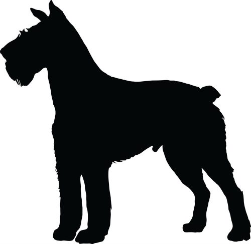Schnauzer matrica 5