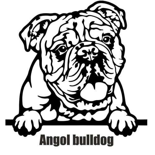 Angol bulldog matrica 30 cm