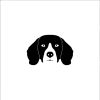 Beagle matrica 19