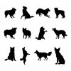 Border collie matrica szett