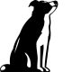 Border collie matrica 15