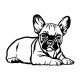 Francia bulldog matrica 22