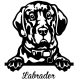 Labrador matrica 23