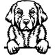 Labrador matrica 25