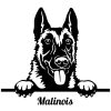 Belga juhászkutya matrica 2