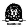Tibeti masztiff matrica 2