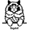 Ragdoll macska matrica